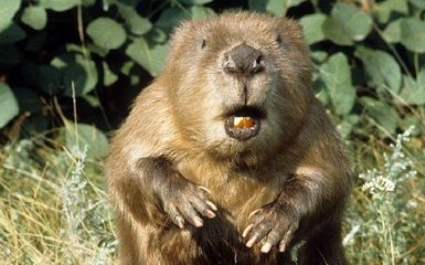 У Канаді бобер очолив стадо зі 150 корів: опубліковано відео