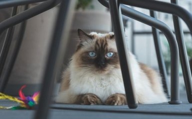 Регдолл — кіт з ідеальним характером, якому немає рівних