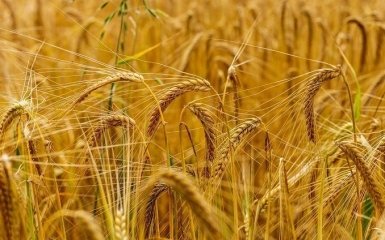 Беларусь согласилась на транзит зерна из Украины без каких-либо условий — ООН