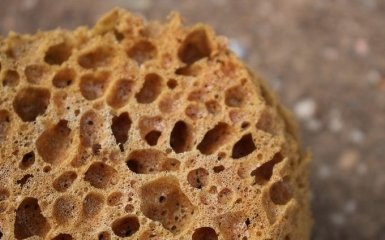 В Канаде нашли потенциально древнейшее многоклеточное существо на Земле