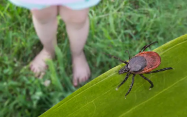 Что важно знать о клещах