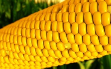 Украина уже использовала годовую квоту на экспорт кукурузы в ЕС