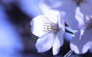 Синоптикиня озвучила прогноз погоди на перші дні квітня