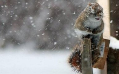 Снегопады, морозы и метели: в Украине объявили штормовое предупреждение