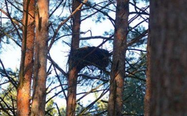 У Чорнобилі знайшли гнізда рідкісних птахів: з'явилися фото