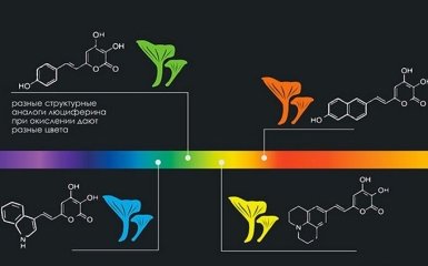 Вчені створили гриби, що світяться майже всіма кольорами веселки
