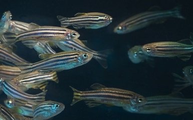 Исследование мозга рыб привело к неожиданному открытию памяти человека