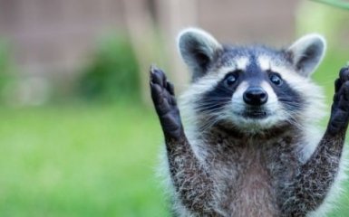 "Вийди за мене": Всеукраїнський марш за права тварин