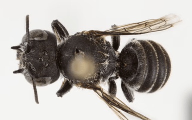 "Lucifer Bee" - why is it so unique?