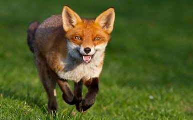 Бійці АТО з-під Авдіївки показали миле лисеня, що стало талісманом роти: у мережі в захваті від фото