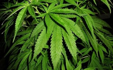 Сорт марихуани назвуть на честь Боба Марлі