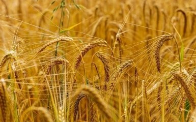 Россия заявила о возвращении к "зерновому соглашению"
