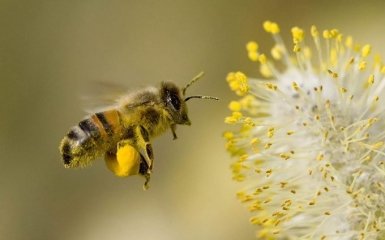 Бджолу назвали найважливішою живою істотою на планеті