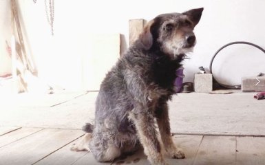 Спасем вместе еще одну жизнь: нужна помощь бездомному псу, которого пытались сжечь заживо