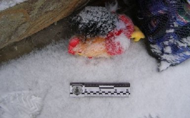 Страшна м'яка іграшка ледь не наробила лиха на Рівненщині: з'явилися фото