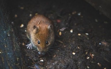 Китайські вчені заявили про нове походження штаму Омікрон
