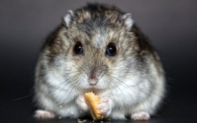 В Гонконзі знищать тисячі хом'яків через інфікування людей коронавірусом