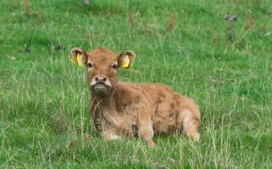 У США народилося тварина з надзвичайно рідкісною мутацією — вражаючі фото