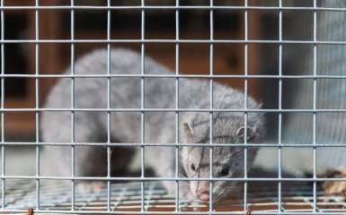 Тисячі тварин уже вбили: в Данії розгорівся резонансний скандал через знищення норок