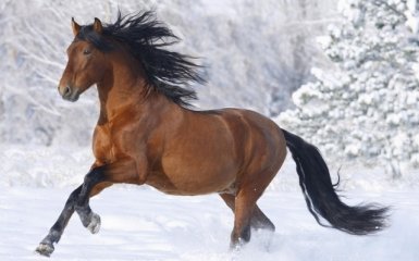 Лошади умеют узнавать человеческие эмоции