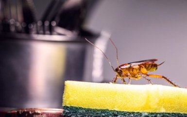 Как бороться с тараканами и муравьями: эффективные средства