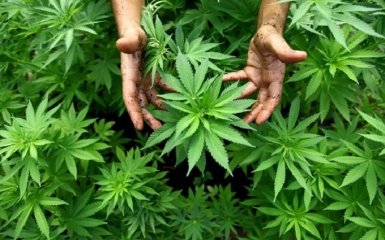 В Германии требуют легализовать марихуану