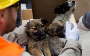 Сотни чернобыльских щенков отправят в США: стала известна причина