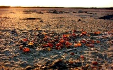 У границ Украины нашли новые янтарные прииски: опубликовано яркое видео