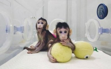 В Китае смогли успешно клонировать обезьян: опубликовано видео