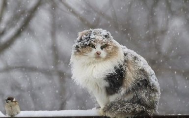 Через сильні снігопади у Дніпрі закривають школи