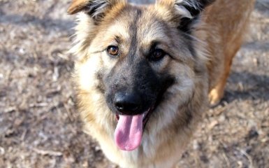 Найди друга: очаровательные собаки с нетерпением ждут своих новых хозяев