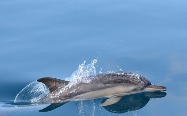 Дельфіни у Чорному морі опинились на межі вимирання через війну РФ проти України