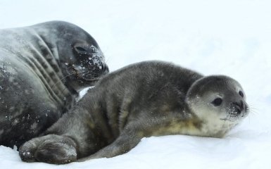 Біля станції "Академік Вернадський" народилося перше тюленятко — фото