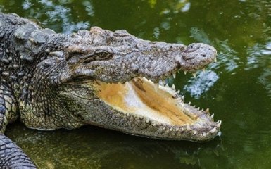 У Зімбабве крокодили з'їли пастора, який намагався пройтися по воді