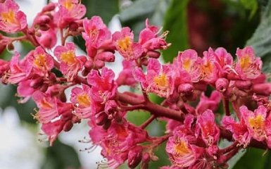 Що травень підготував для українців - прогноз синоптиків