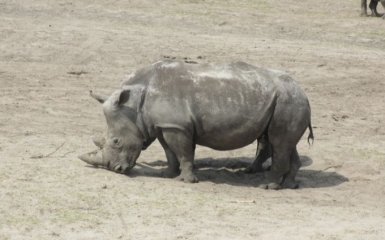 Науковці штучно виростили дитинча вимираючої тварини