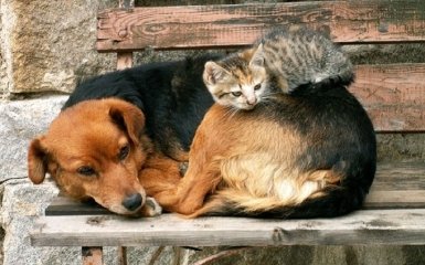 До 8 лет тюрьмы за жестокое обращение с животными: Рада сделала первый шаг