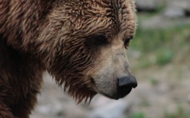 Жорстокий напад ведмедя: іноземний композитор загинув під час роботи