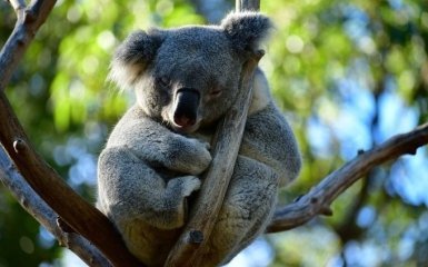 Коали під загрозою вимирання: в Австралії б'ють на сполох через масову загибель тварин