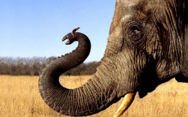 Слон і миша