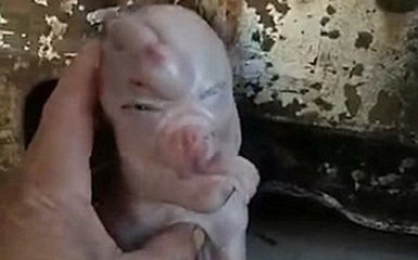 В Китае родился поросенок с человеческим лицом: опубликовано видео