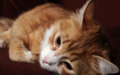 Що потрібно знати про коронавірус у кішок та чим він загрожує тваринам