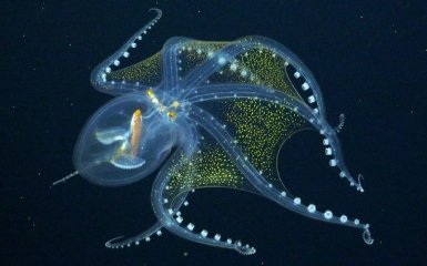 Биологи впервые сняли на видео неуловимого прозрачного осьминога