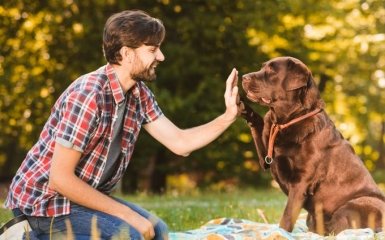 Як вибрати собаку: найкращі породи для квартири та для зайнятих людей