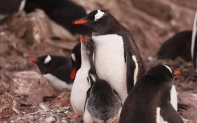 Полярники нарахували рекордну кількість пінгвінів біля станції «Академік Вернадський»
