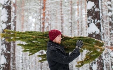 Куда сдать елку на утилизацию — список пунктов приема в Киеве