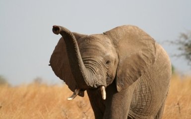 Відчув дух свободи: соцмережі посміялися зі слона, який втік в Україні
