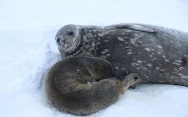 На станції Академік Вернадський народилося перше тюленя - українцям пропонують вигадати ім'я
