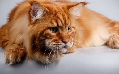 У Дніпрі знайшли найбільшого кота в Україні