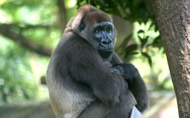 На грани вымирания: названы животные, которые могут исчезнуть с лица Земли